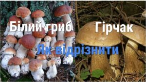 Як відрізнити білий гриб від жовчного