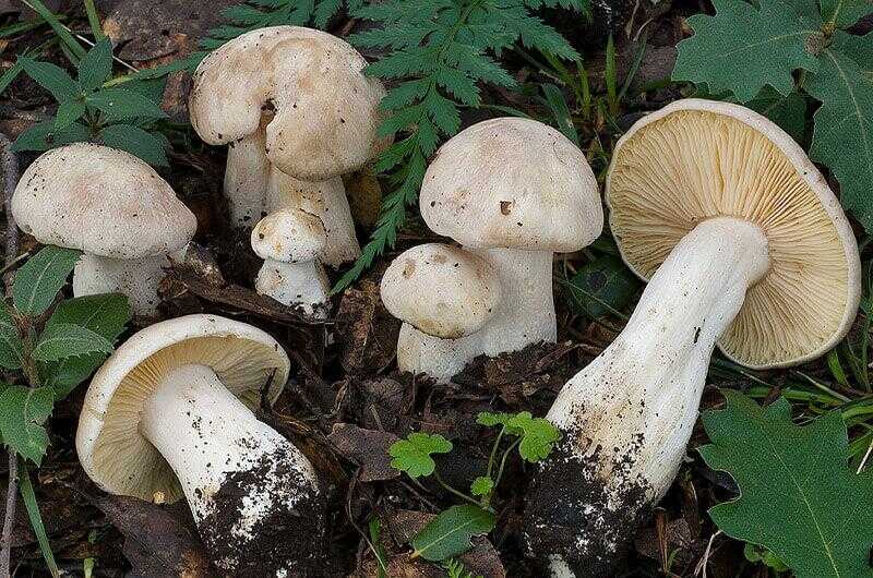 Ентолома отруйна (Entoloma sinuatum)
