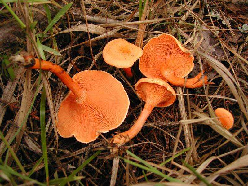 Лисичка несправжня (Hygrophoropsis aurantiaca). Отруйні гриби України.