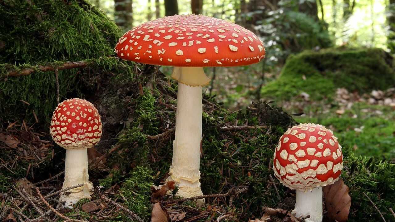 Мухомор червоний (Amanita muscaria)