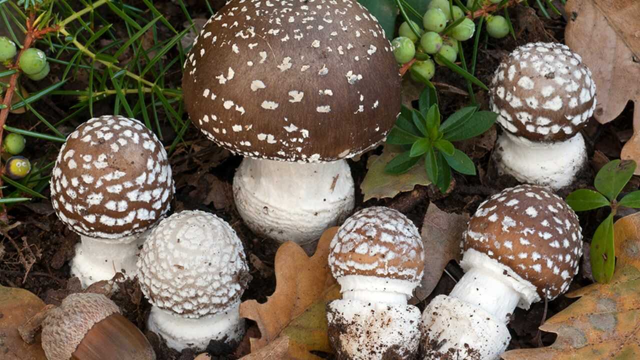 Мухомор пантерний (Amanita pantherina)