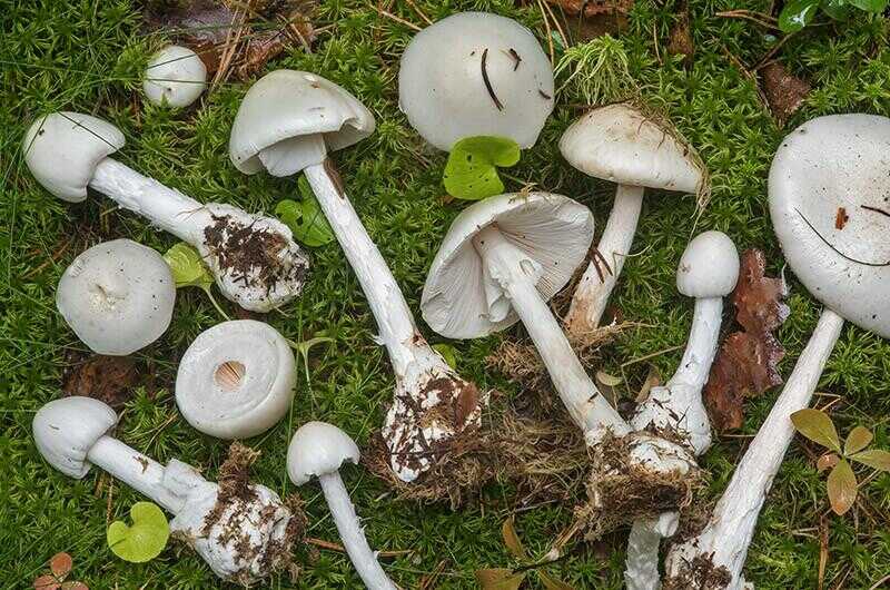 Мухомор смердючий (Amanita virosa)