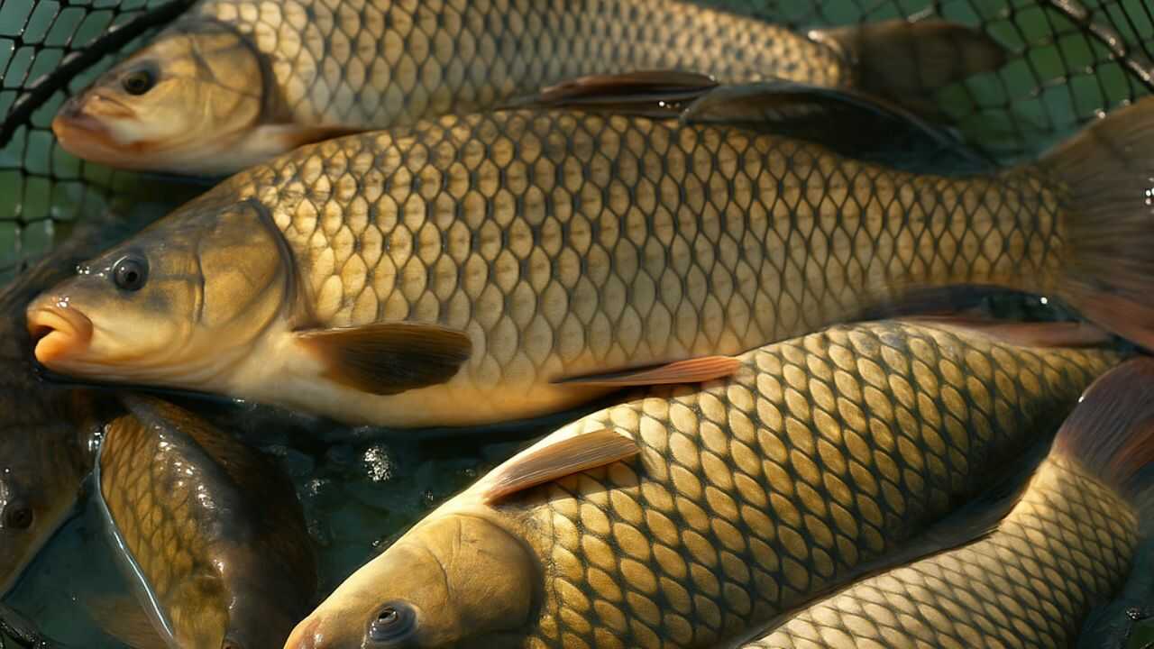 Риба в садку, як зберігати улов у спеку