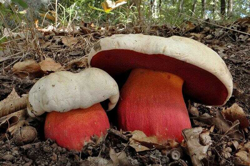 Сатанинський гриб (Boletus satanas). Отруйні гриби України.