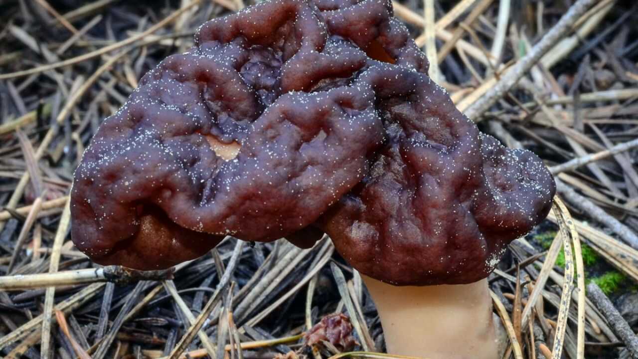 Строчок звичайний (Gyromitra esculenta)
