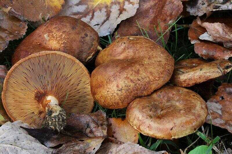 Свинушка тонка (Paxillus involutus). Отруйні гриби України.