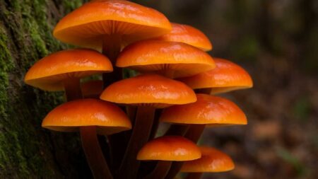 Зимові опеньки (фламуліна) на стовбурі дерева взимку.