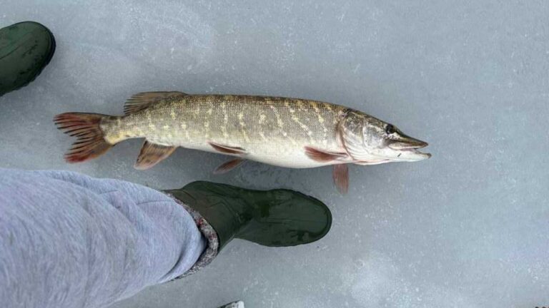 Як ловити щуку взимку на жерлиці. Щука, спіймана взимку на льоду, лежить біля ніг рибалки в зелених чоботах.